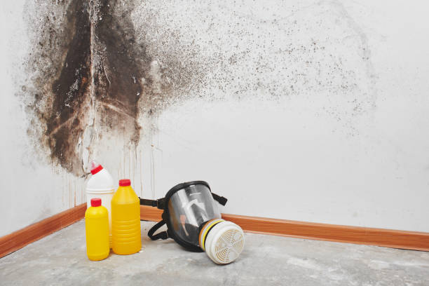 Best Mold removal after water damage  in Chilhowie, VA