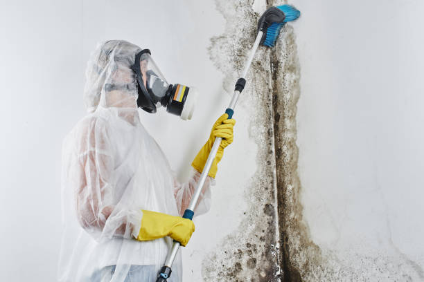 Best Basement water damage restoration  in Chilhowie, VA